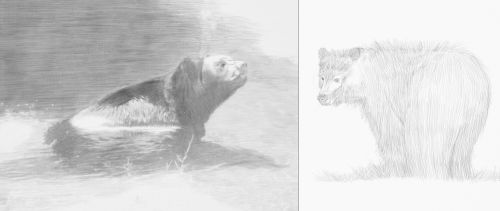 Two bear drawings in pencil