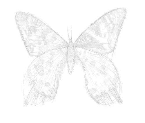 butterfly sketch in pencil