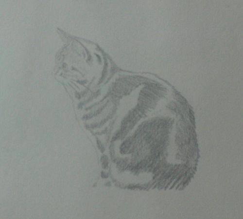 cat sketch