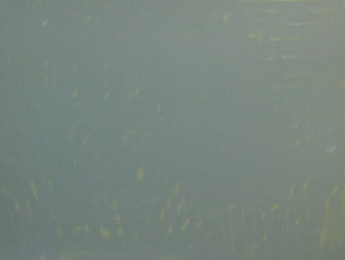 Cat Painting in Acrylics 2