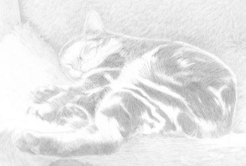  cat sketches in pencil 2