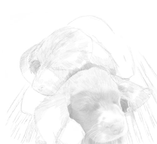 Dog Sketches in pencil 23