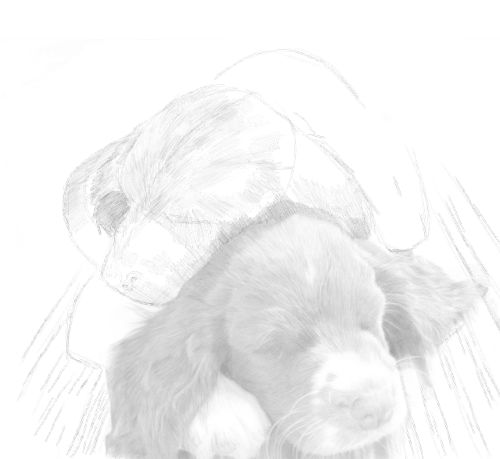 Dog Sketches in pencil 24