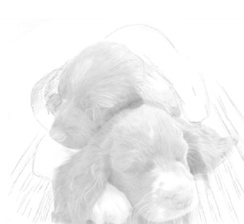 Dog Sketches in pencil 25