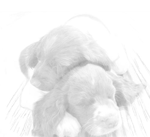 Dog Sketches in pencil 26