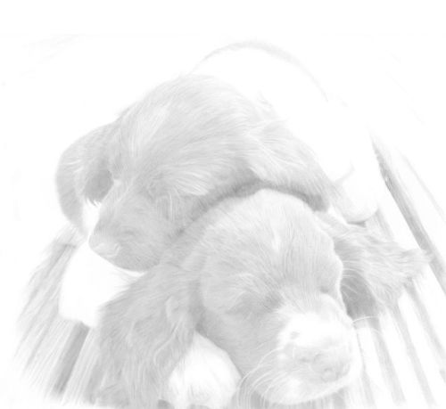 Dog Sketches in pencil 27