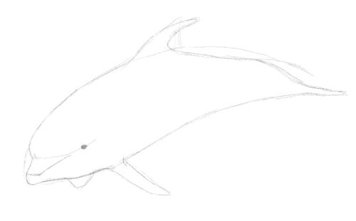 Dolphin line drawing 10