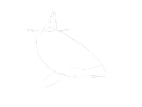 Dolphin line drawing 11