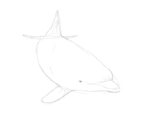 Dolphin line drawing 12