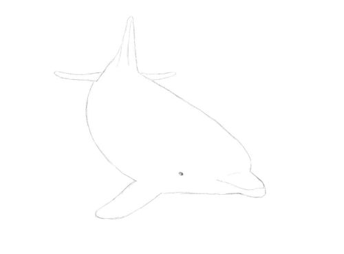 Dolphin line drawing 13