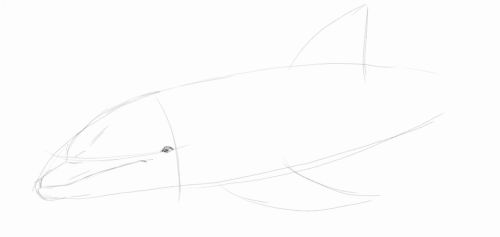 Dolphin line drawing 3