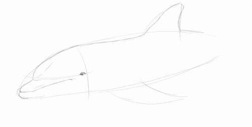 Dolphin line drawing 4