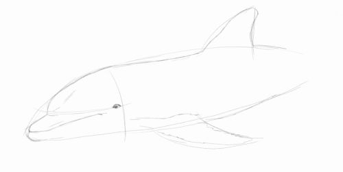 Dolphin line drawing 5