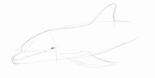 Dolphin line drawing 5