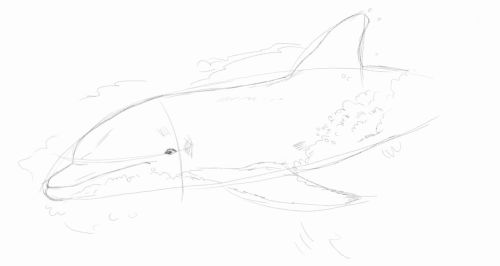 Dolphin line drawing 6