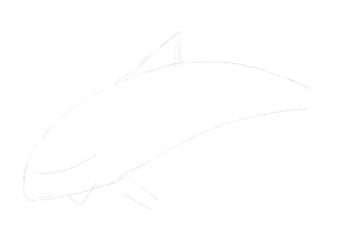 Dolphin line drawing 8