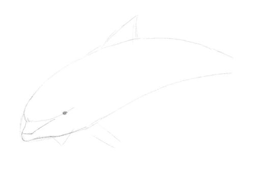 Dolphin line drawing 9