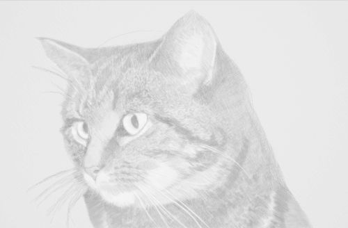 Cat Drawing