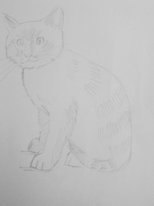 Cat Sketch