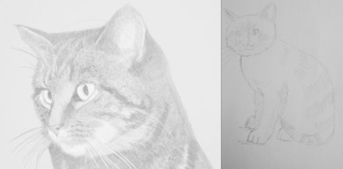 Two drawings of cats in pencil
