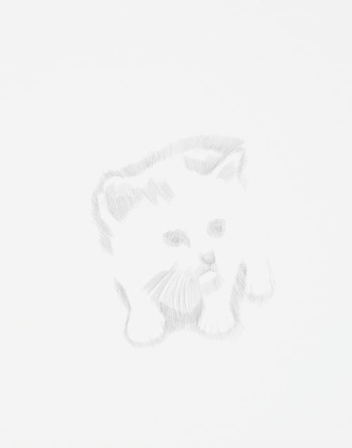 kitten drawing in pencil