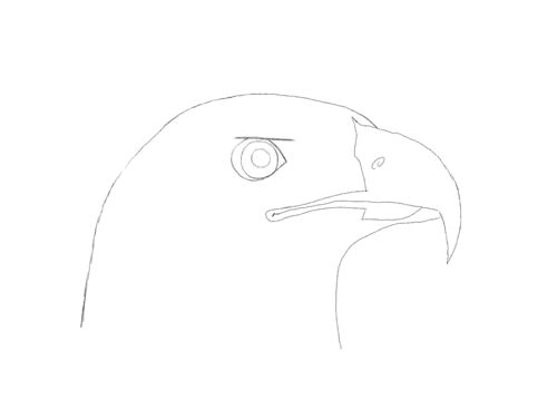 How to draw an eagle flying Realistic Head Easy and Step By Step