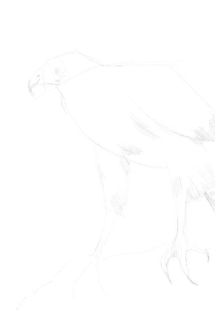 eagle sketch in pencil 12