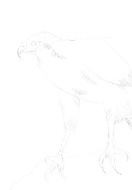 eagle sketch in pencil 16