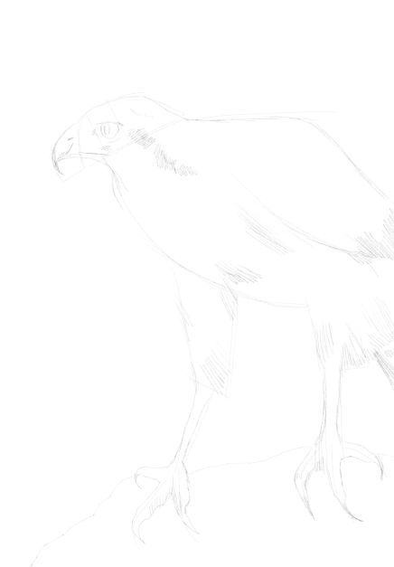 eagle sketch in pencil 17