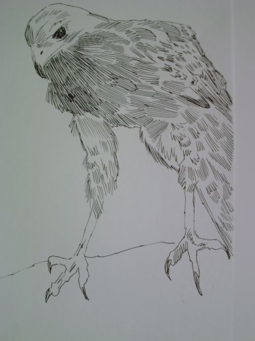 pen and ink eagle drawings 14