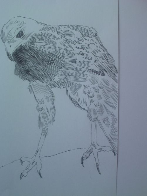 pen and ink eagle drawings 15