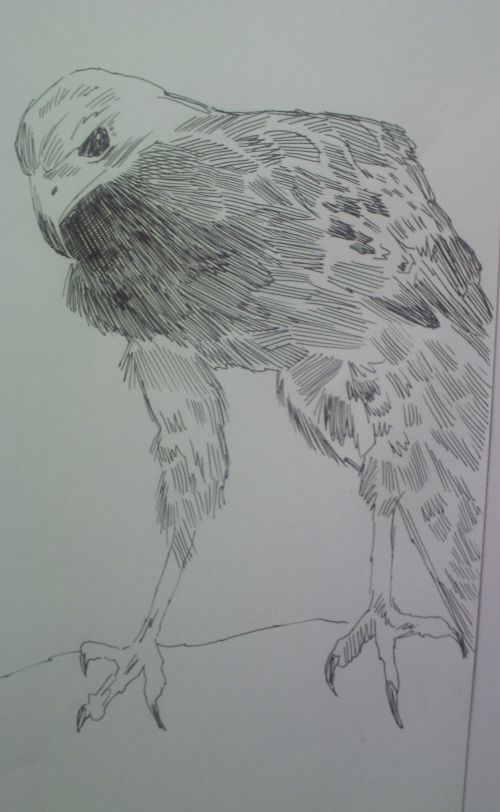 pen and ink eagle drawings 19