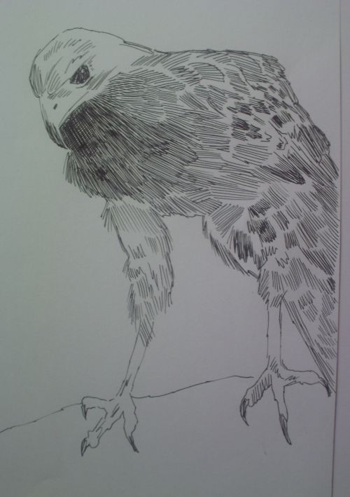 pen and ink eagle drawings 21