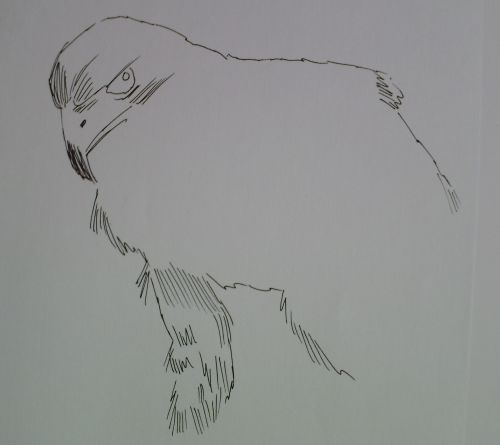 pen and ink eagle drawings 7