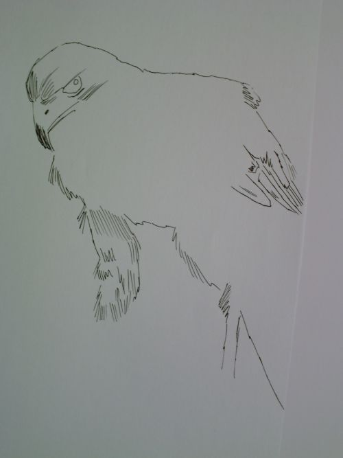 pen and ink eagle drawings 9