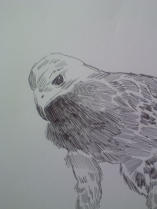 pen and ink eagle drawings close up of head