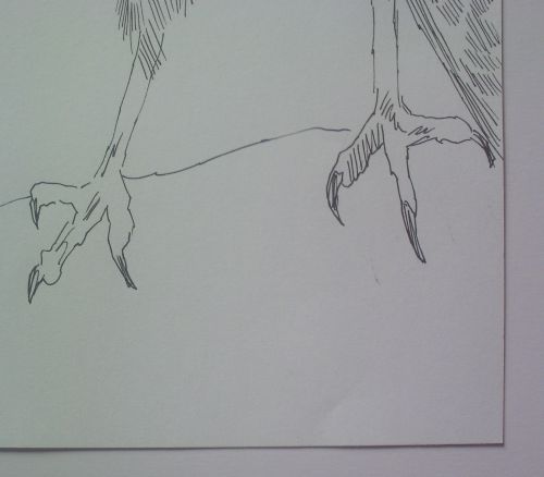 pen and ink eagle drawings close up of talons