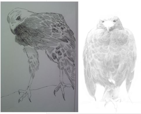 eagle drawings