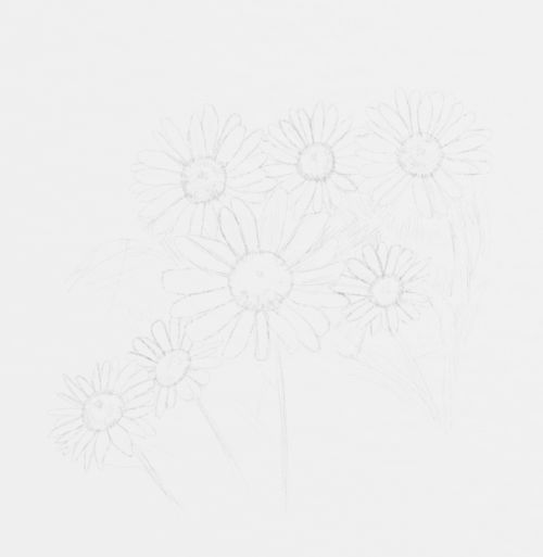 Daisy Sketch in pencil