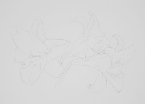 lilies sketch