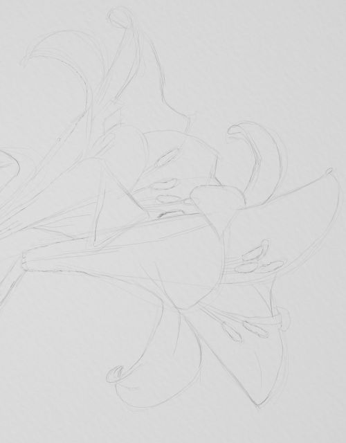 lilies sketch in pencil