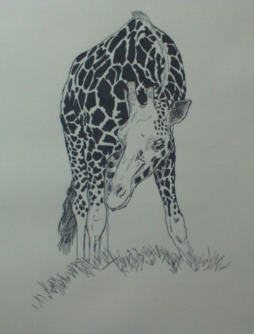 giraffe drawing