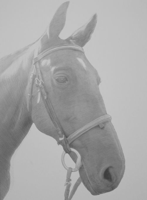 Horse Head Drawings in Pencil and Ink.