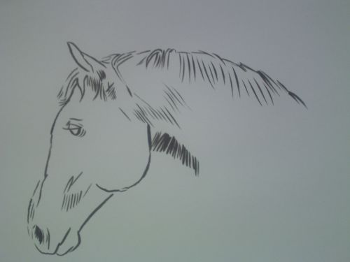 Horse Head Drawings in Pencil and Ink.