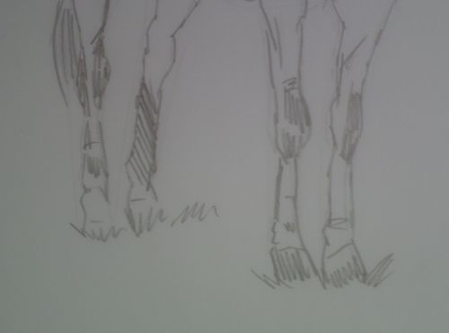 Horse Sketch in pencil 2