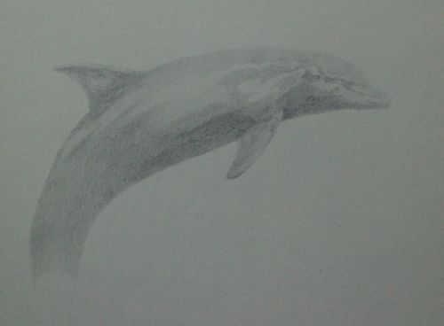 tonal dolphin drawing in pencil