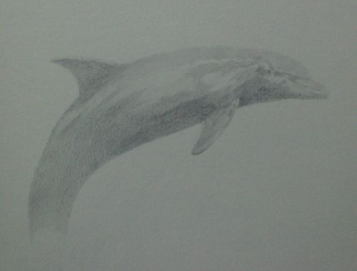 how to draw a dolphin