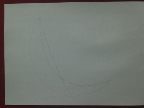 dolphin drawing guidelines 2