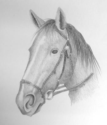 My horse drawing