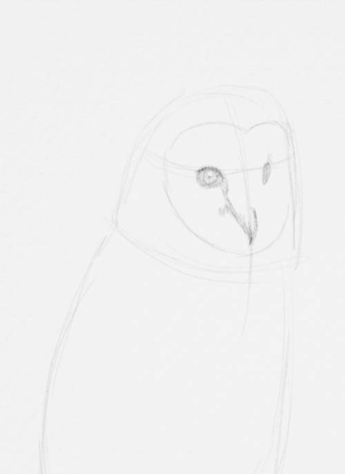 Owl Drawings step by step in Pencil 10